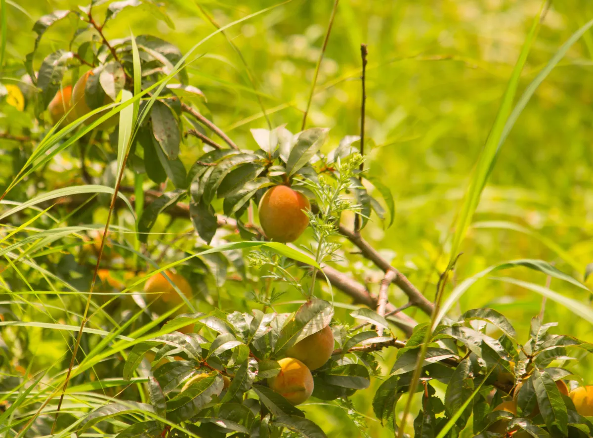 Fruit on the trees in the orchard, Hotel Cloud Inn, Ramgarh, Nainital (1 of 3)