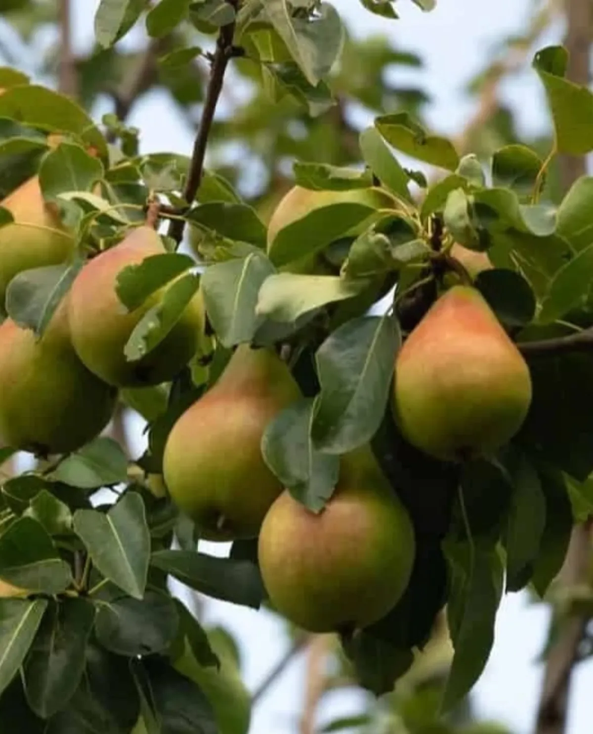 Fruit on the trees in the orchard, Hotel Cloud Inn, Ramgarh, Nainital (2 of 3)