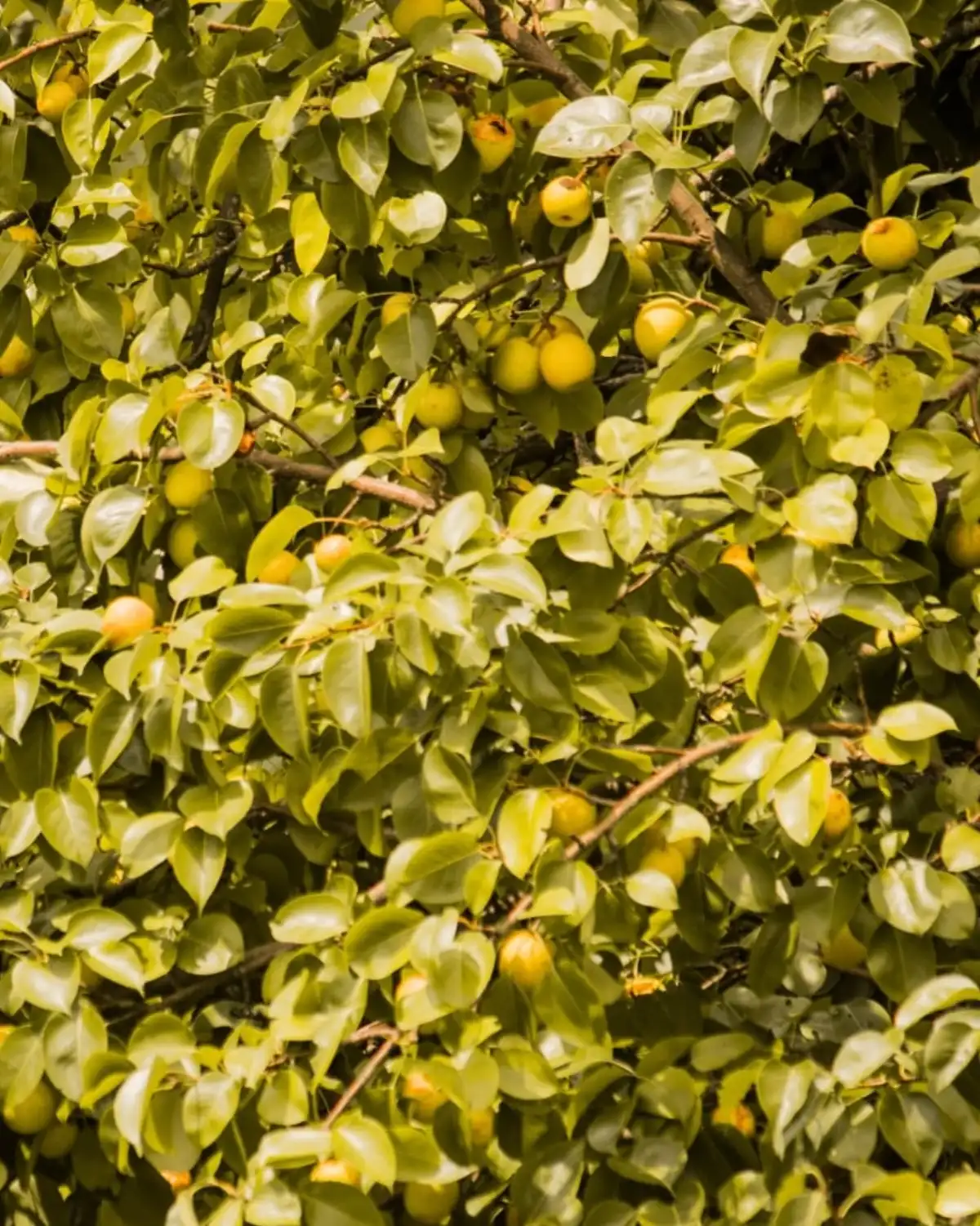 Fruit on the trees in the orchard, Hotel Cloud Inn, Ramgarh, Nainital (3 of 3)